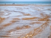 Seascale Beach [25/08/2019]