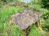 Bury Ditches, Shropshire [17/05/2023]