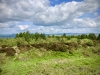 Bury Ditches, Shropshire [17/05/2023]