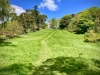 Rectory Wood, Church Stretton, Shropshire [15/05/2023]