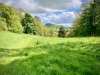 Rectory Wood, Church Stretton, Shropshire [15/05/2023]