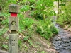 Rectory Wood, Church Stretton, Shropshire [15/05/2023]