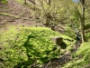 Rectory Wood, Church Stretton, Shropshire [15/05/2023]