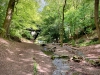 Rectory Wood, Church Stretton, Shropshire [15/05/2023]