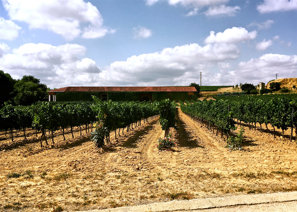 Bodegas Torres Winery
