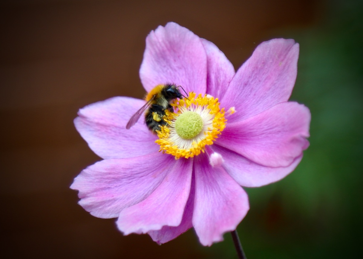 Bumblebee on a Japanese Anemone