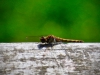 Summer Wildlife [2019]