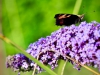 Summer Wildlife [2019]