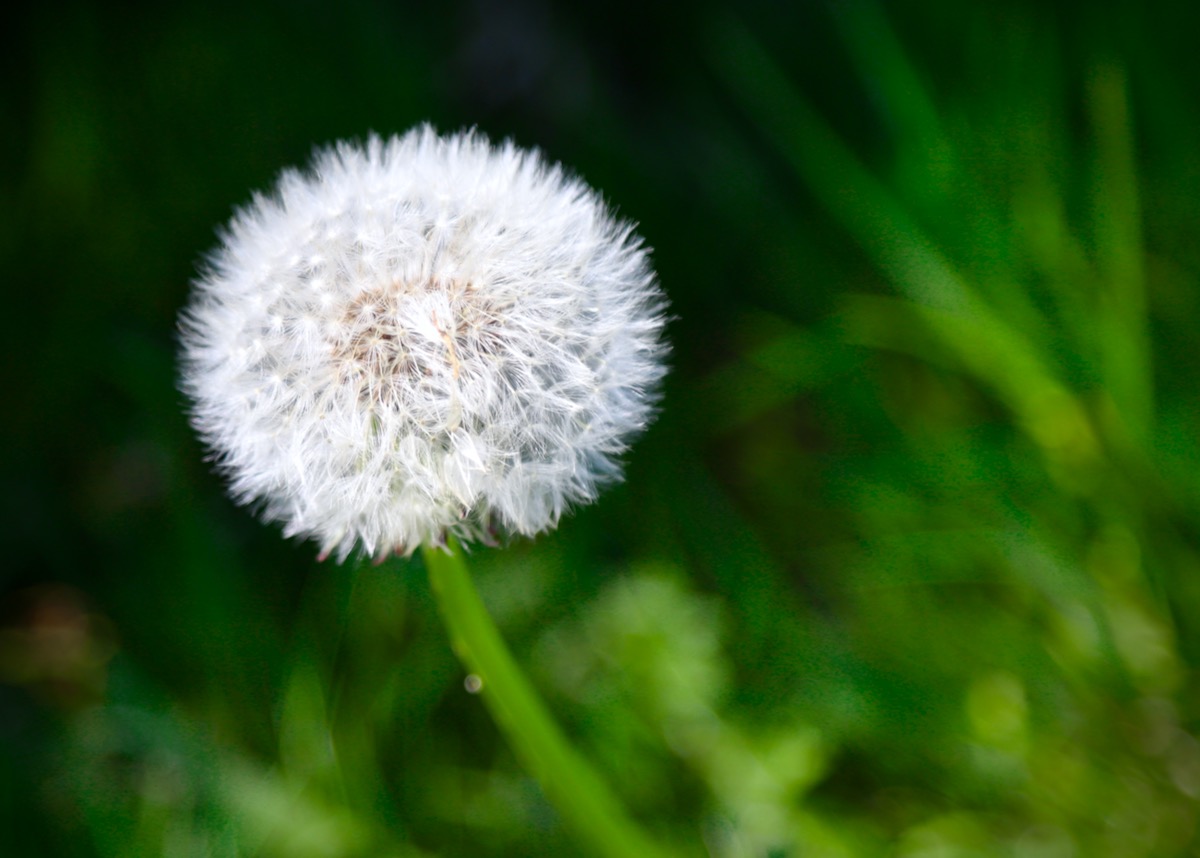 Dandylion