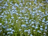 Textures in Nature [April - June 2020]