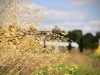 Trentham Gardens, Stoke-on-Trent [06/08/2022]