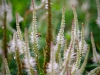 Trentham Gardens, Stoke-on-Trent [06/08/2022]