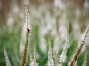 Trentham Gardens, Stoke-on-Trent [06/08/2022]