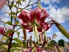 Trentham Gardens, Stoke-on-Trent [06/08/2022]