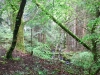 Capel Curig to Swallow Falls Loop