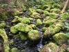 Capel Curig to Swallow Falls Loop