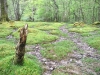 Capel Curig to Swallow Falls Loop