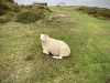 Porth Neigwl, Mawdach Mawr & Porthor, Llŷn Peninsula [08/10/2021]