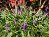 Bodnant Garden, Conwy [08/10/2022]