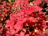 Bodnant Garden, Conwy [08/10/2022]