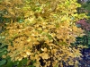 Bodnant Garden, Conwy [08/10/2022]