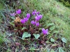 Bodnant Garden, Conwy [08/10/2022]