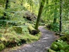 Coed y Brenin Forest [07/10/2022]