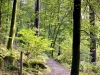 Coed y Brenin Forest [07/10/2022]