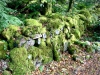 Coed y Brenin Forest [07/10/2022]