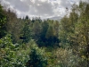 Coed y Brenin Forest [07/10/2022]