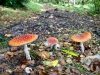 Coed y Brenin Forest [07/10/2022]