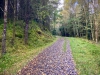 Coed y Brenin Forest [07/10/2022]