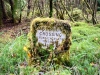 Coed y Brenin Forest [07/10/2022]