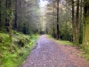 Coed y Brenin Forest [07/10/2022]