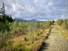 Coed y Brenin Forest [07/10/2022]