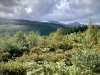 Coed y Brenin Forest [07/10/2022]