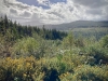 Coed y Brenin Forest [07/10/2022]