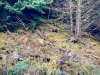 Coed y Brenin Forest [07/10/2022]