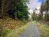 Coed y Brenin Forest [07/10/2022]