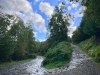 Coed y Brenin Forest [07/10/2022]