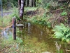 Coed y Brenin Forest [07/10/2022]