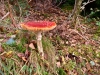 Coed y Brenin Forest [07/10/2022]