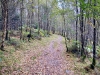 Coed y Brenin Forest [07/10/2022]