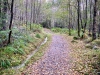 Coed y Brenin Forest [07/10/2022]