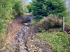 Coed y Brenin Forest [07/10/2022]