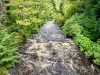 Coed y Brenin Forest [07/10/2022]