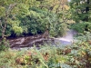 Coed y Brenin Forest [07/10/2022]