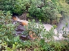 Coed y Brenin Forest [07/10/2022]