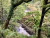 Coed y Brenin Forest [07/10/2022]