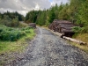 Coed y Brenin Forest [07/10/2022]